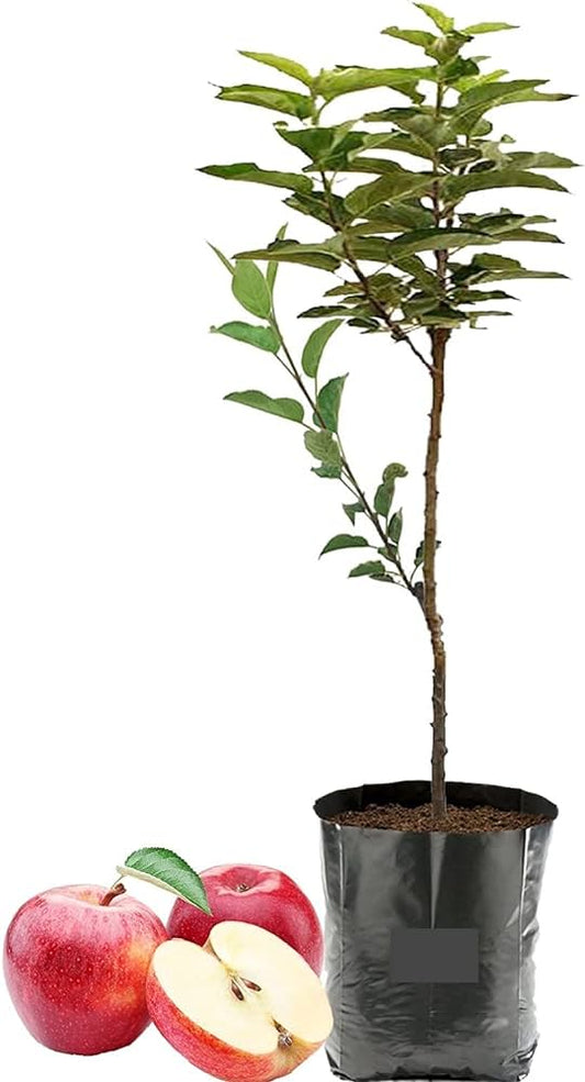 Apple Tree (Grafted) - Plant