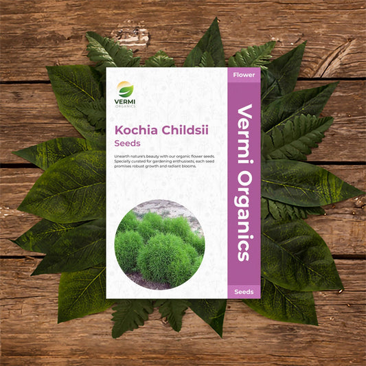 Kochia Childsii - Flower Seeds pack of 50