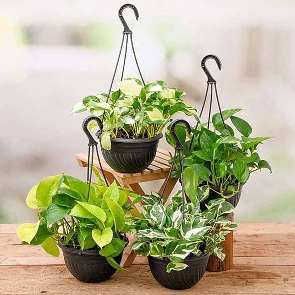 4 Money plants in hanging baskets