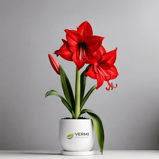 Amaryllis Lily Double ( Red ) Plant