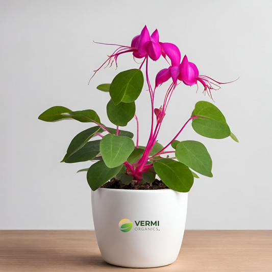 Fuchsia triphylla Plant