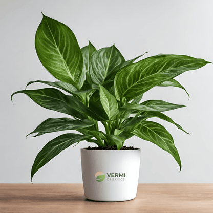 Aglaonema Costatum, Chinese Evergreen (Green) - Plant