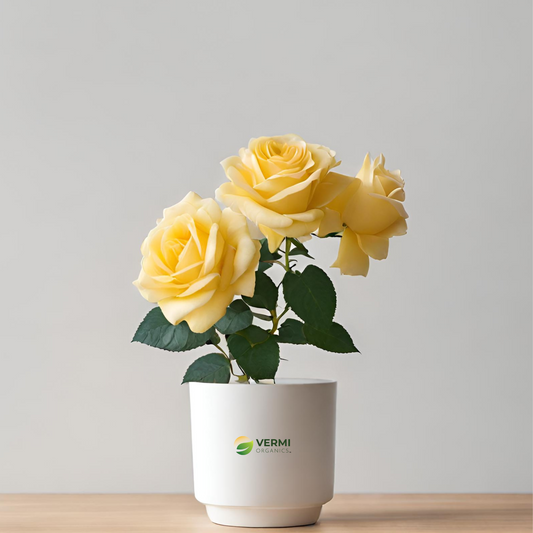 Rose (Light Yellow) - Plant