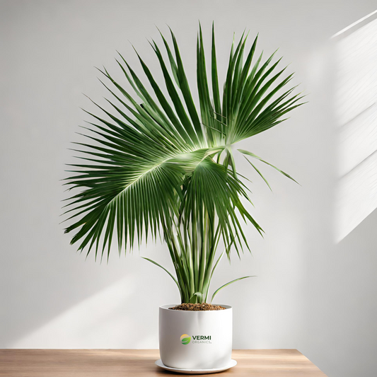 Fiji Fan Palm, Pritchardia pacifica - Plant