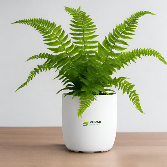 Nephrolepis bosteniensis Boston Fern Plant