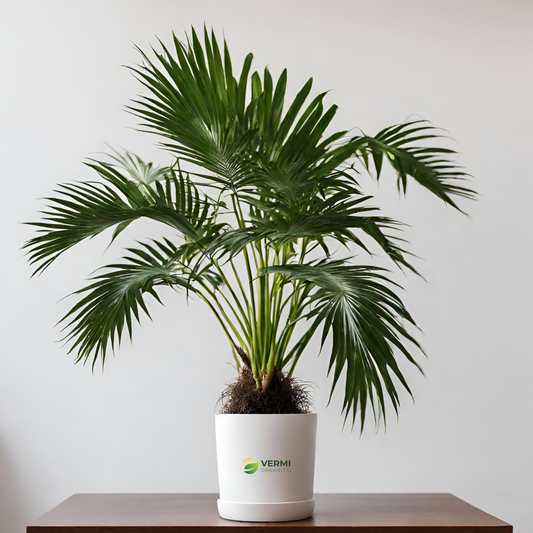King Palm, Archontophoenix Alexandrae - Plant