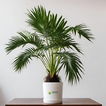 King Palm Archontophoenix Plant