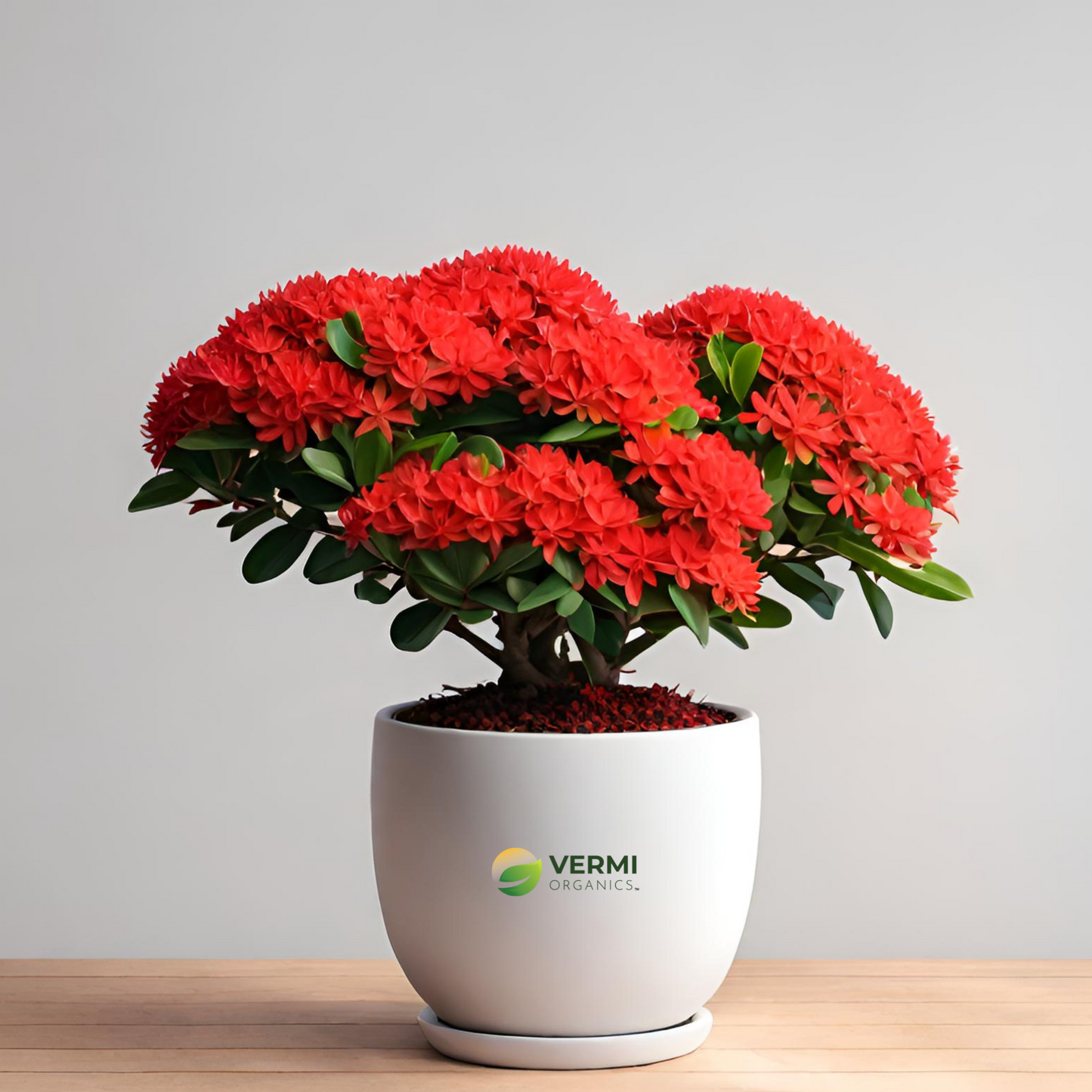 Ixora Dwarf (Red) Plant