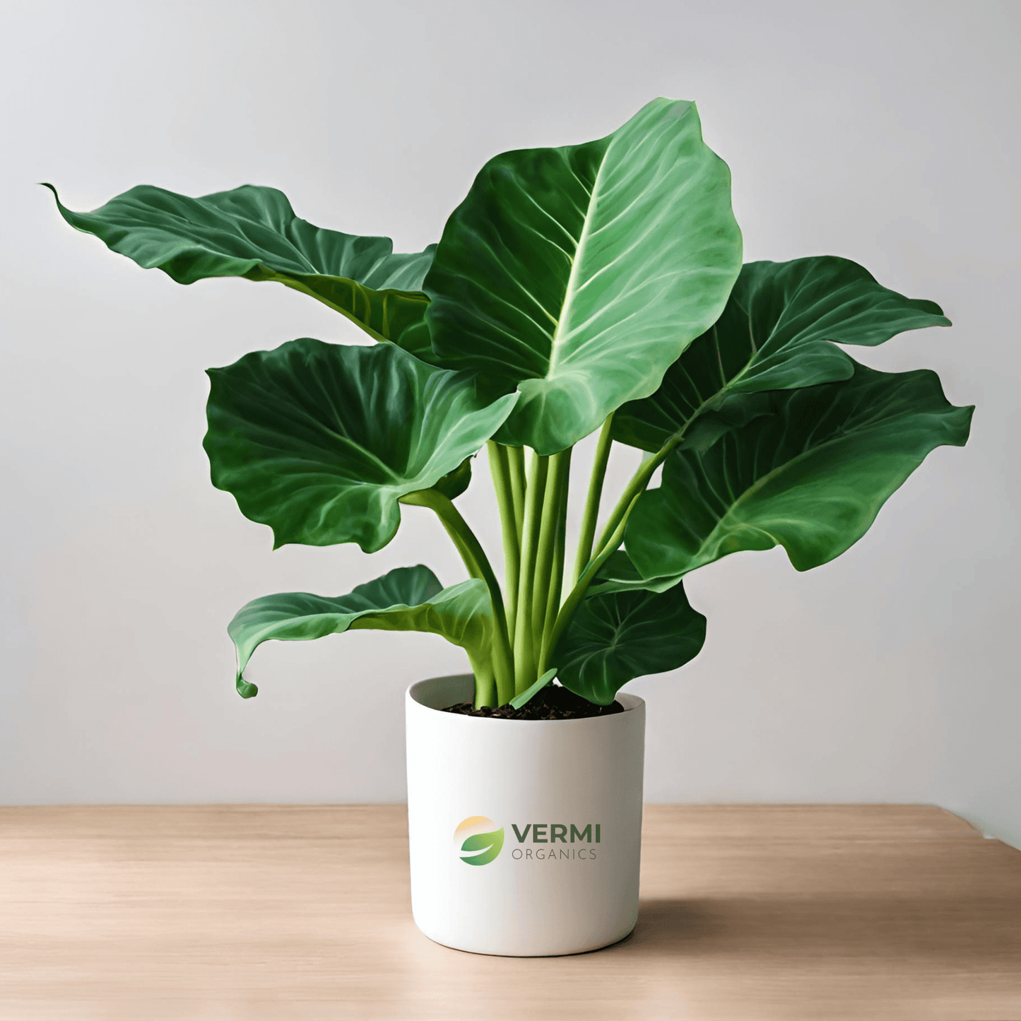 Alocasia, Elephant Ear (Green) - Plant