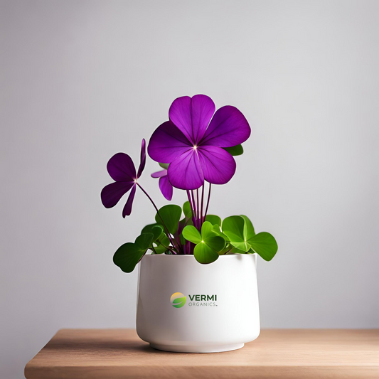 Purple Shamrock Oxalis Triangularis Plant