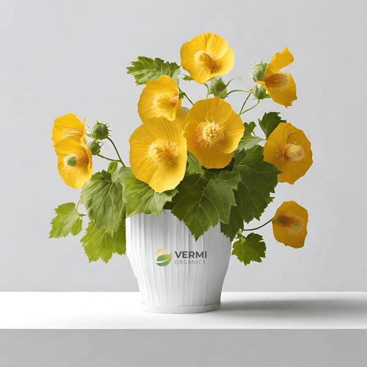 Abutilon Persicum Plant