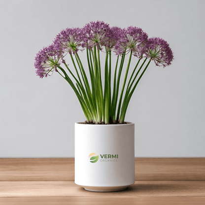 Allium Stracheyi Plant