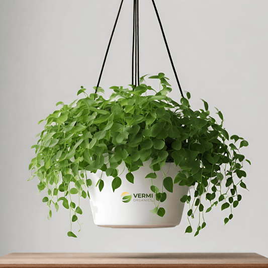 Dischidia oiantha (hanging basket) Plant