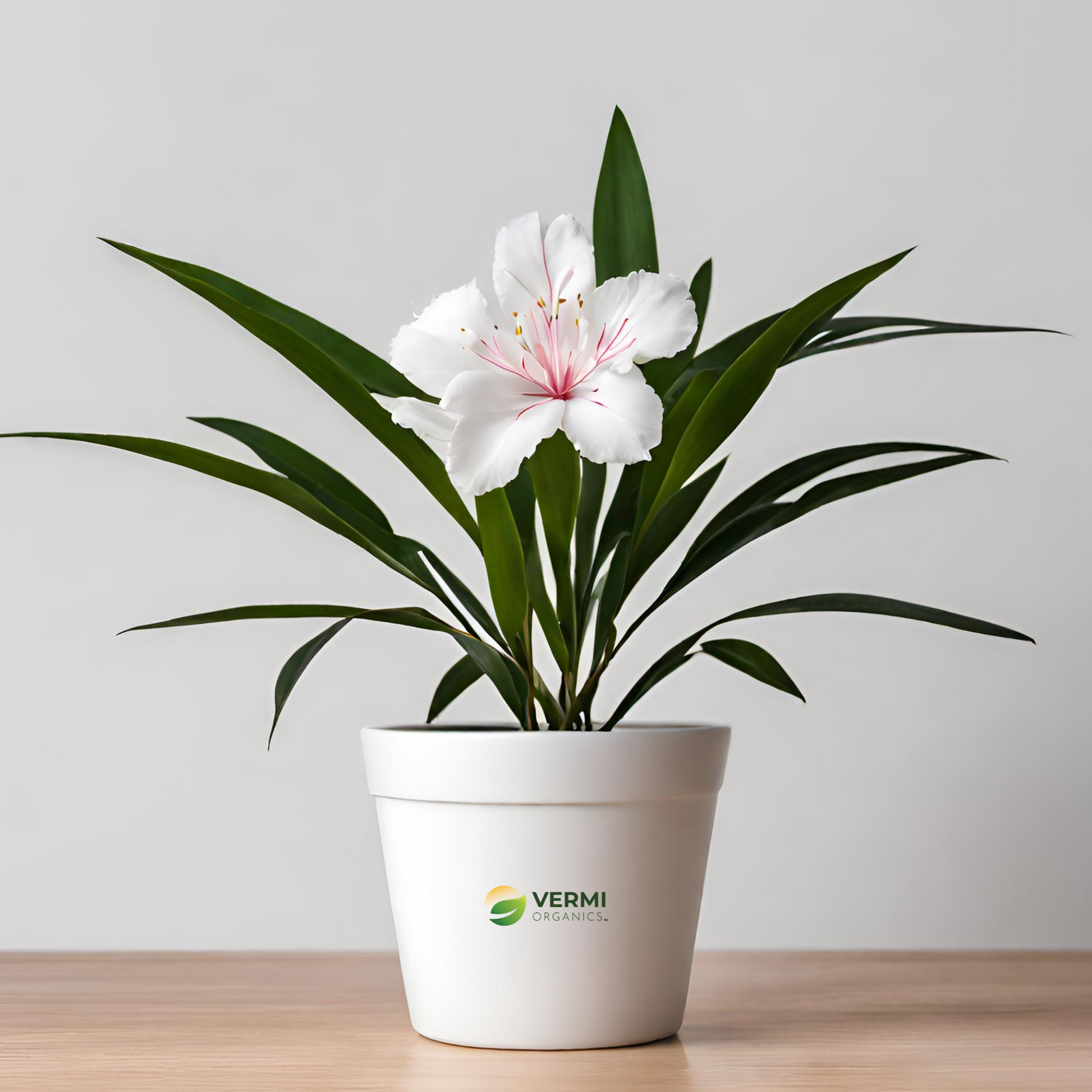 Kaner Nerium (White, Single) Plant