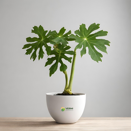Papaya, Papita (Hybrid)- Plant
