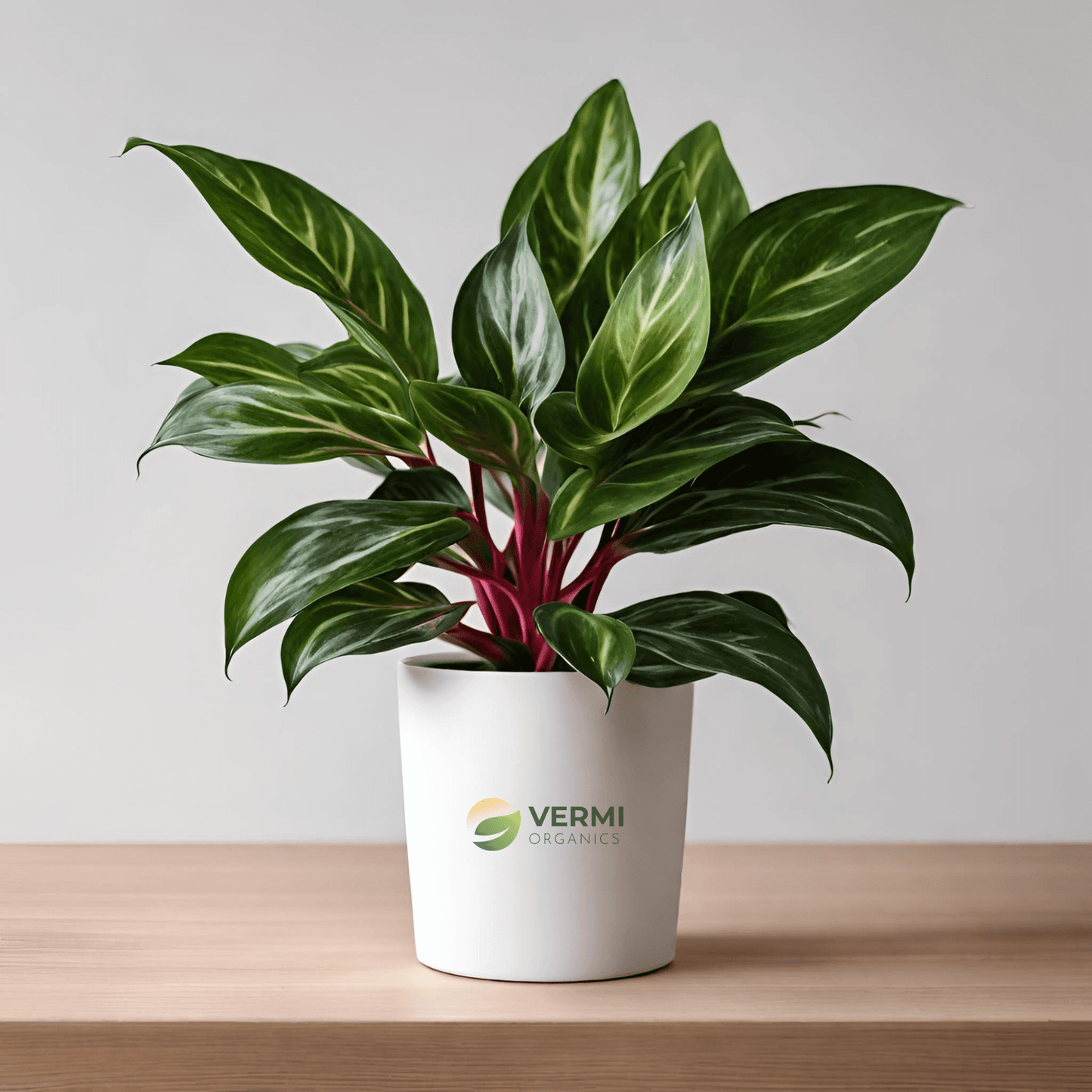 Aglaonema Jubilee Petite - Plant