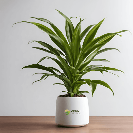 Dracaena Massangeana Dracaena Plant