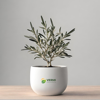 Olive Jaitun Plant