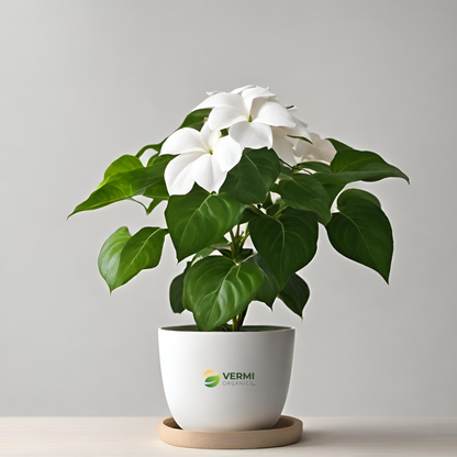 Mussaenda (Any Color) Plant