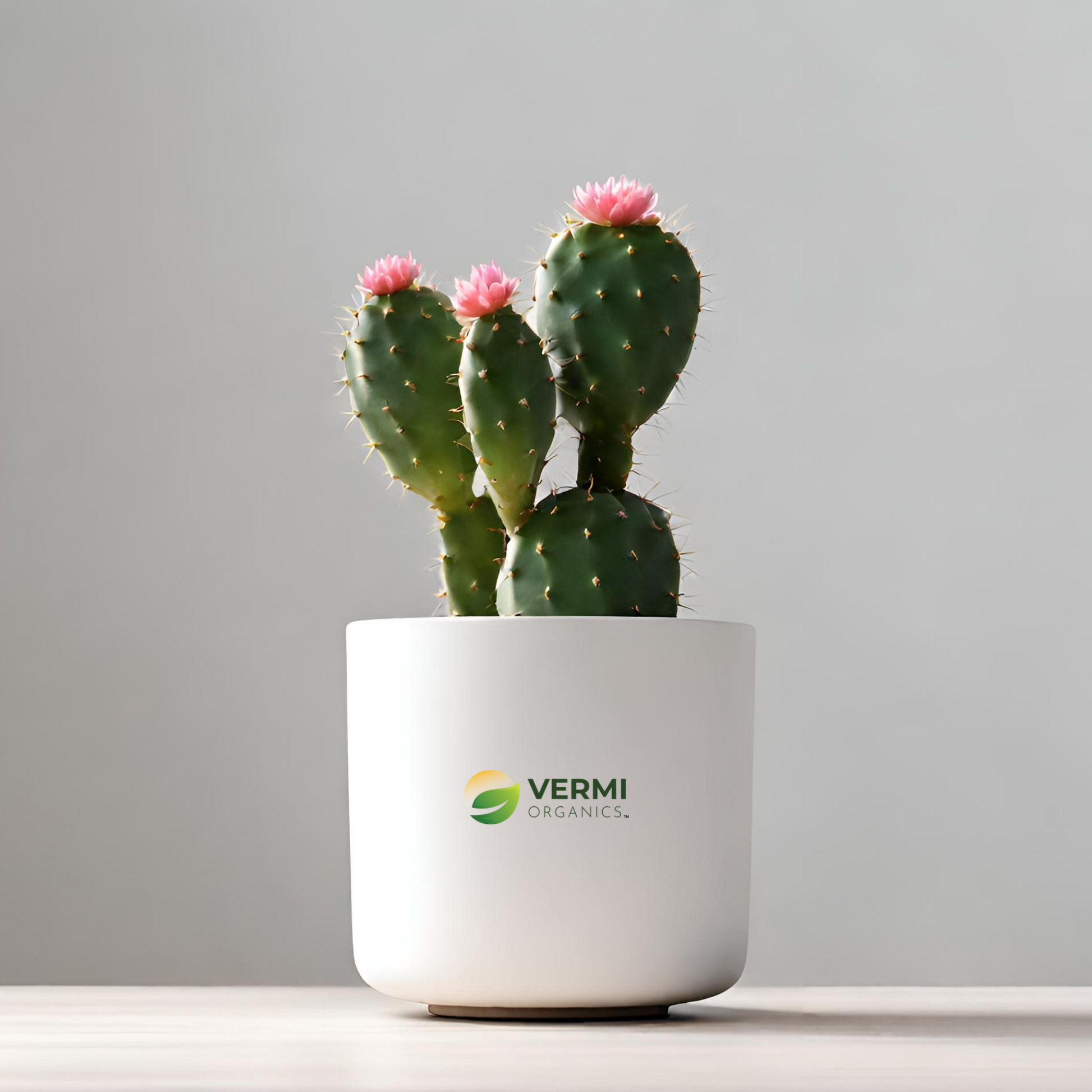 Opuntia species Cactus Plant