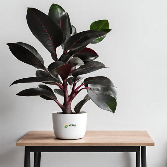 Rubber Tree, Rubber Plant, Ficus elastica (Black Prince, Burgundy) - Plant