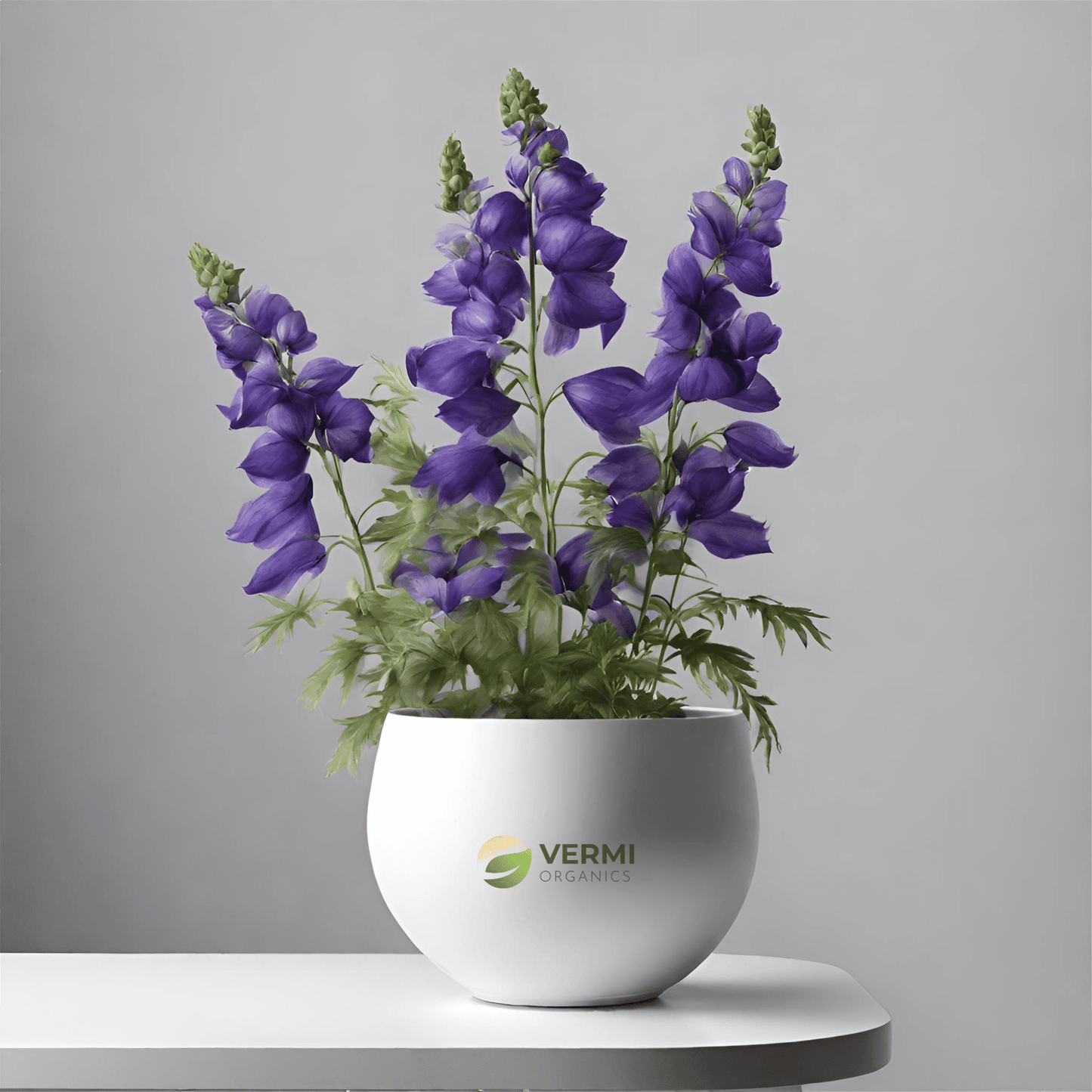 Aconitum Violaceum Plant