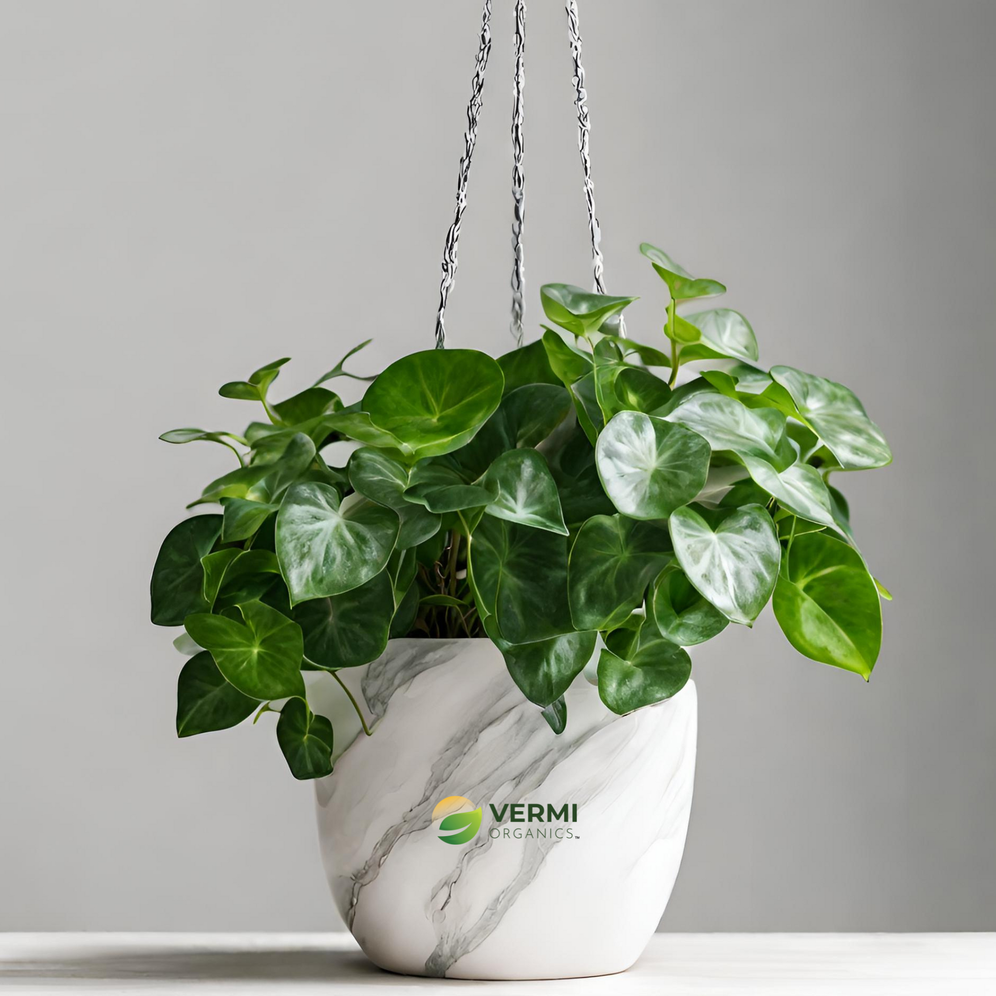 Money plant Marble queen (Hanging) Plant