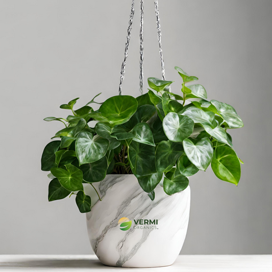 Money plant Marble queen (Hanging basket) - Plant