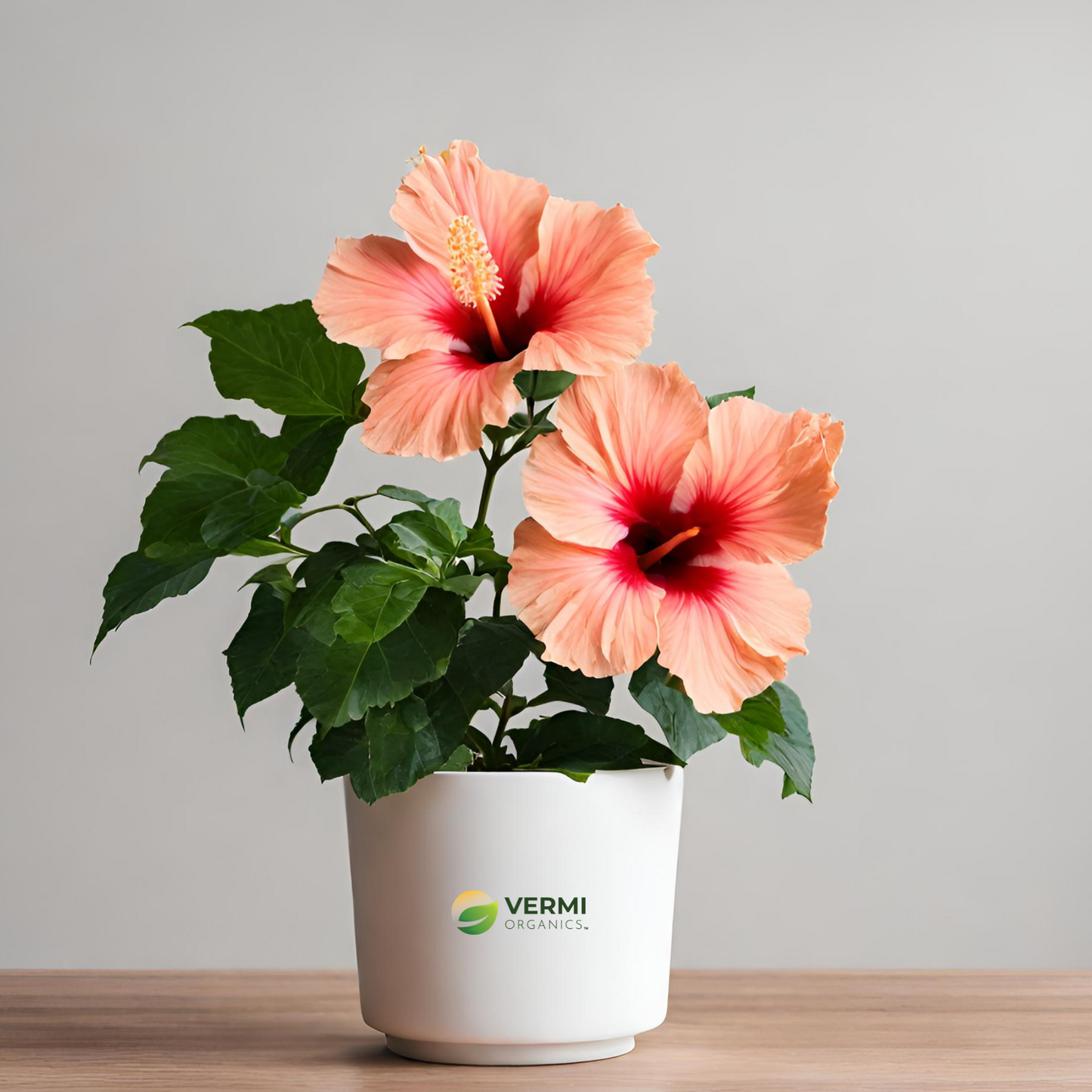 Hibiscus Gudhal Peach Double Flower Plant