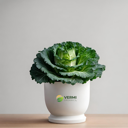 Ornamental Cabbage Ornamental Kale Green Plant