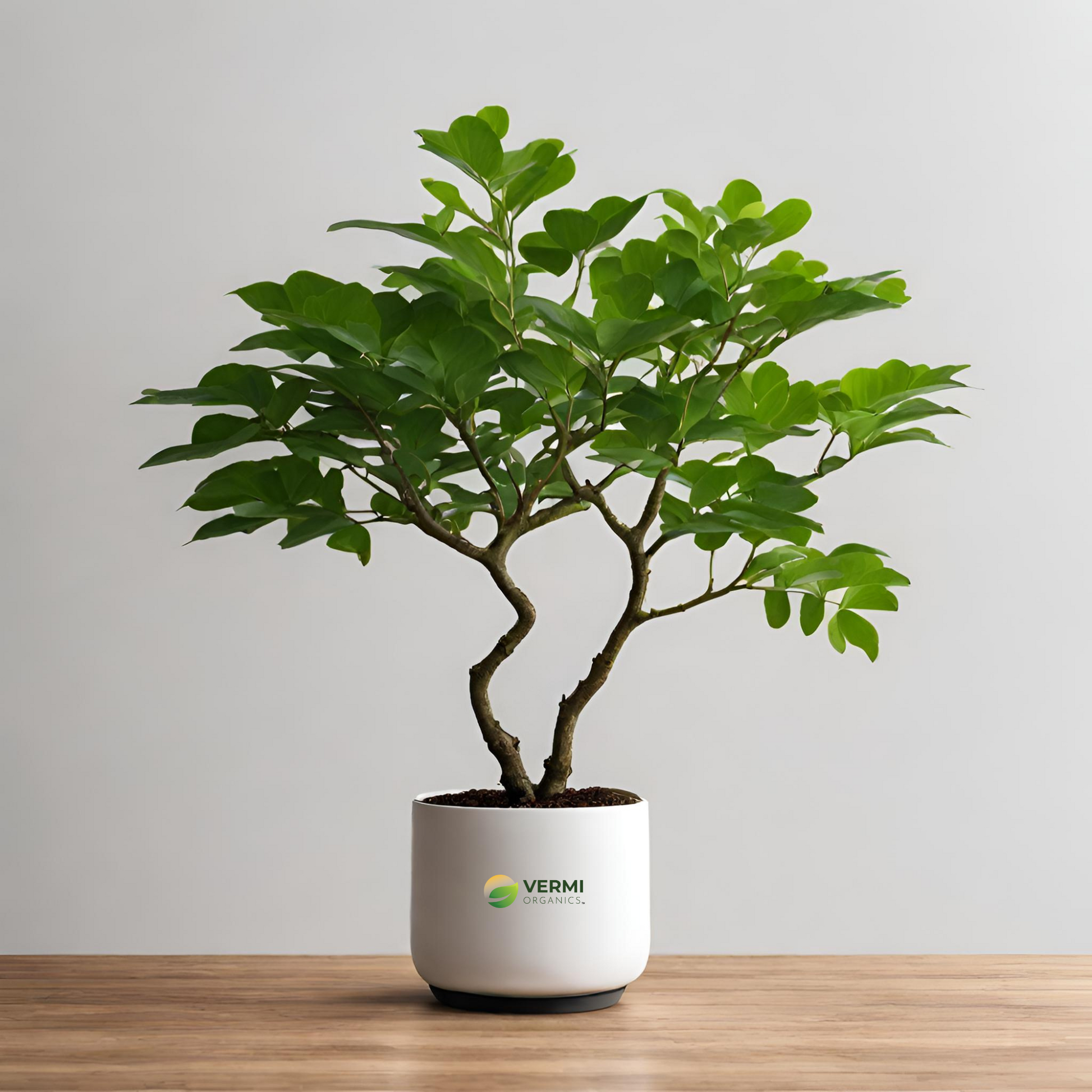 Sal tree Shorea robusta Plant