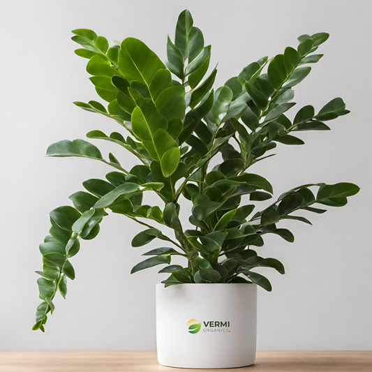 Zamioculcas zamiifolia ZZ Plant