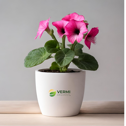 Gloxinia (Pink) Plant