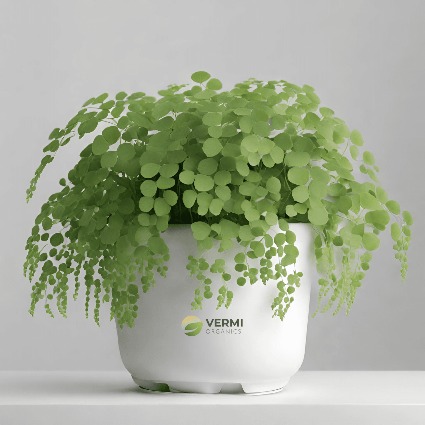 Adiantum Tenerum Wrightii - Plant