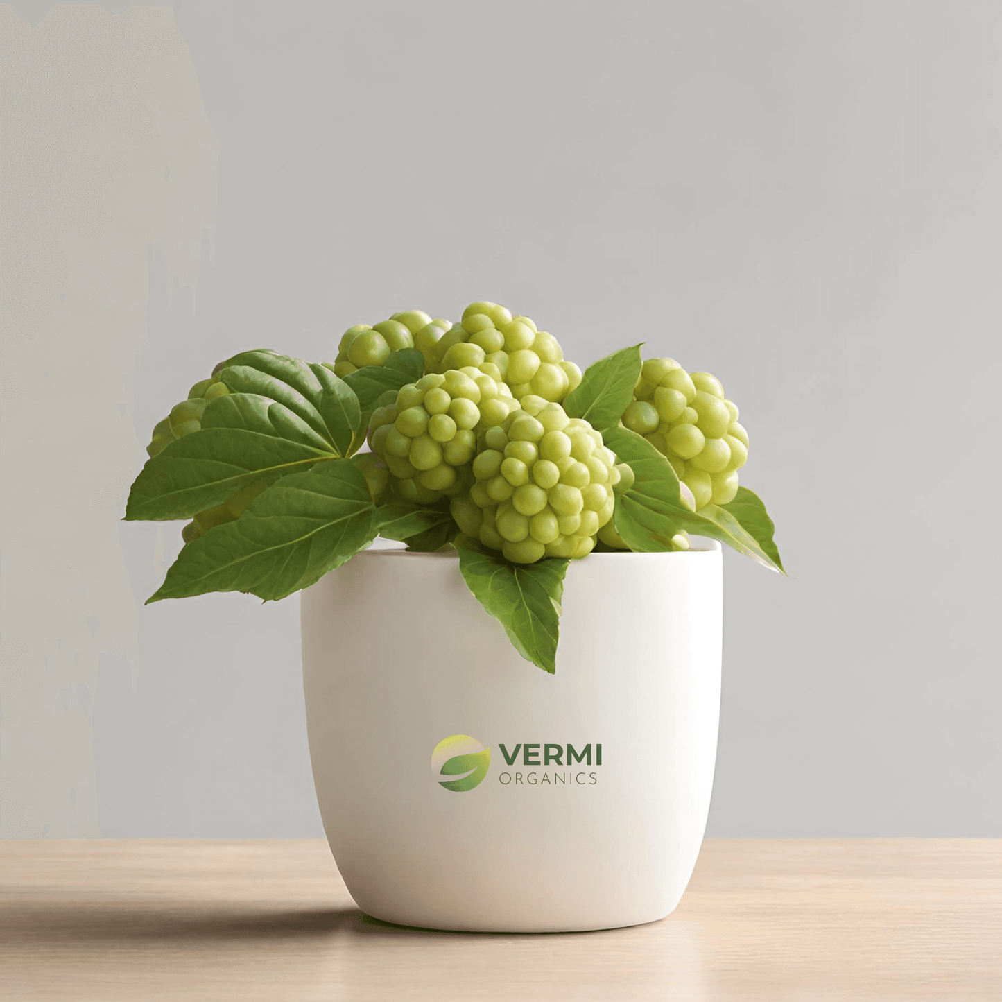 Cheese Fruit Noni Plant