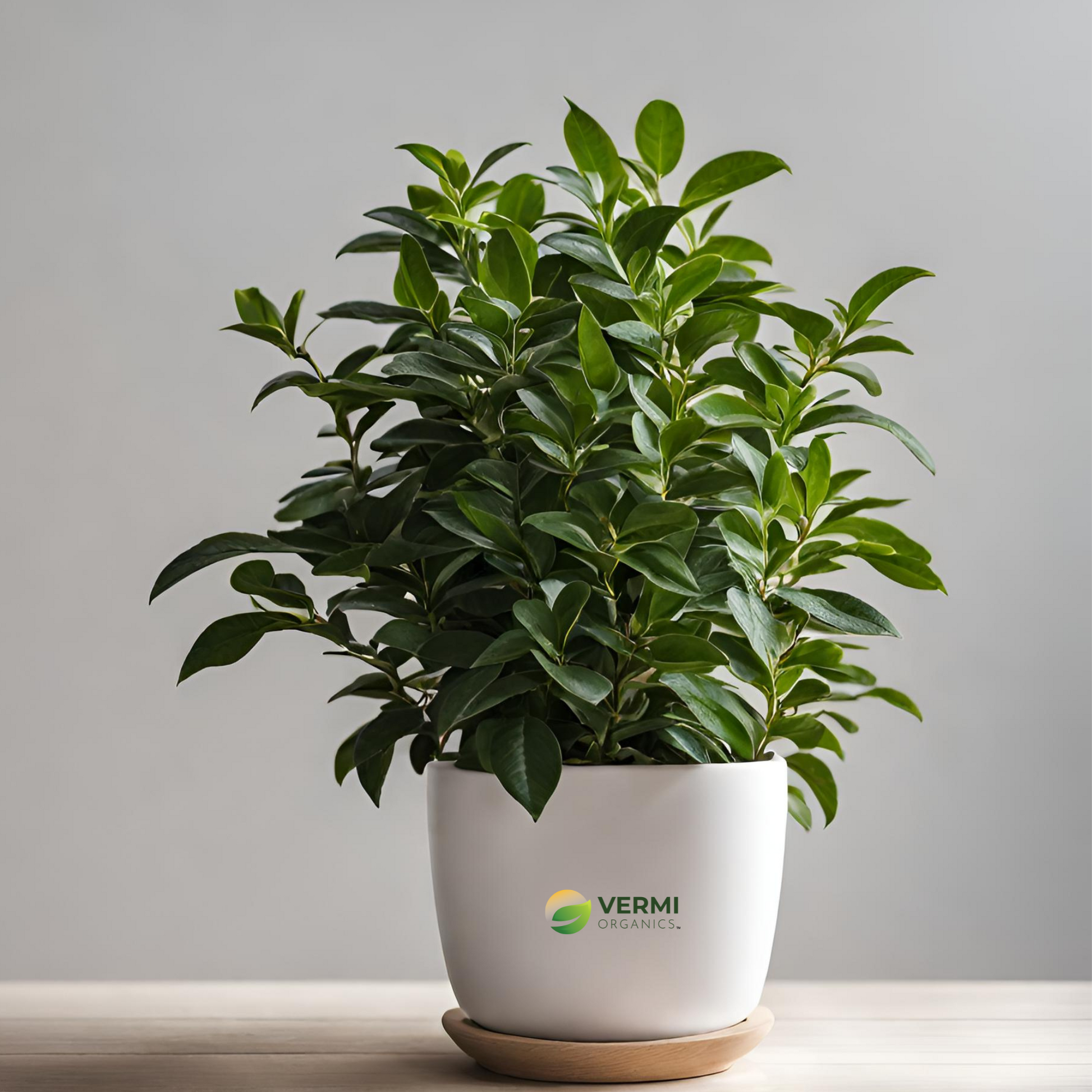 Rhamnus purshiana Plant