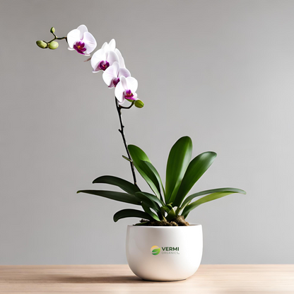Orchid Dendrobium (Burana Jade) Plant