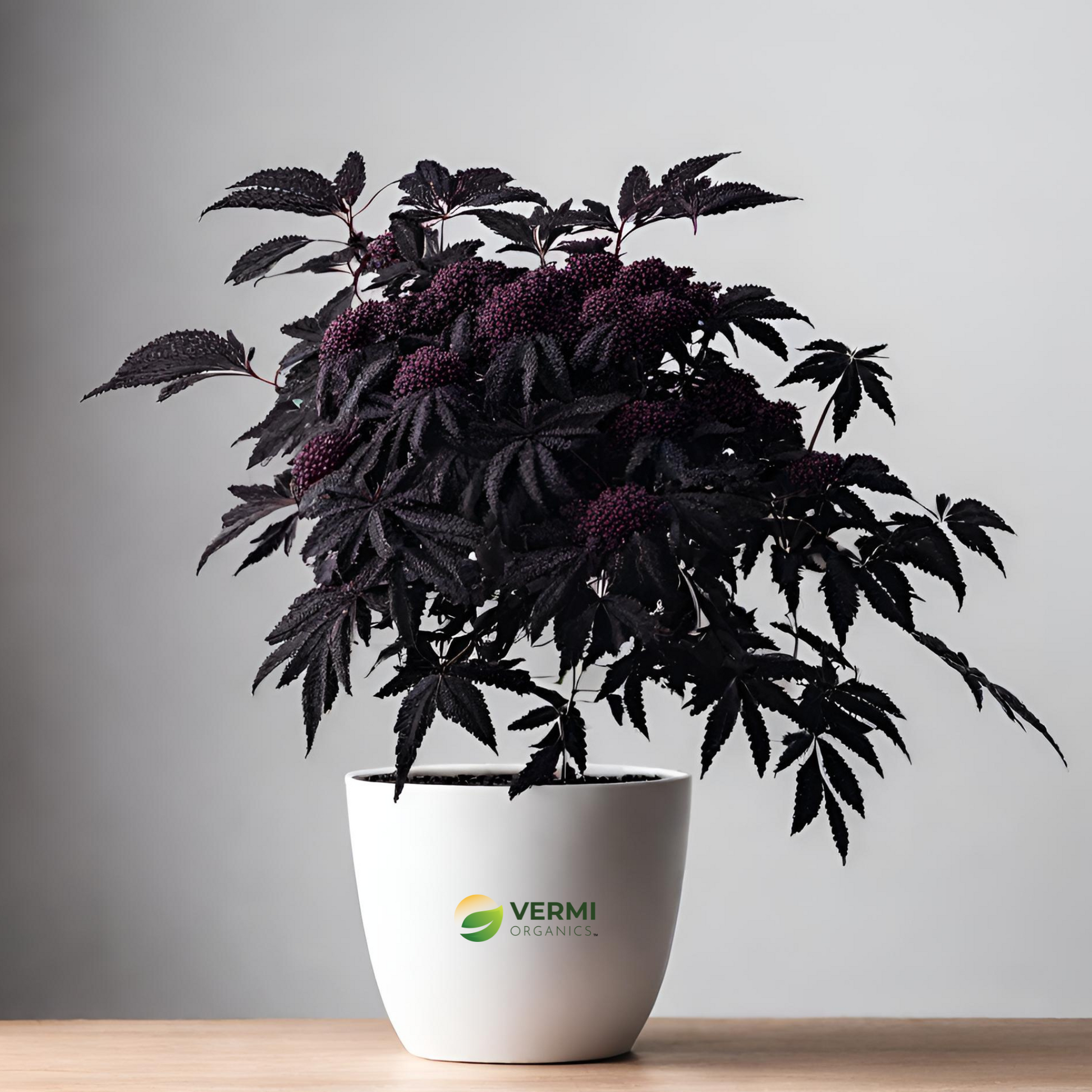 Sambucus Nigra Elderberry Black Elder Plant