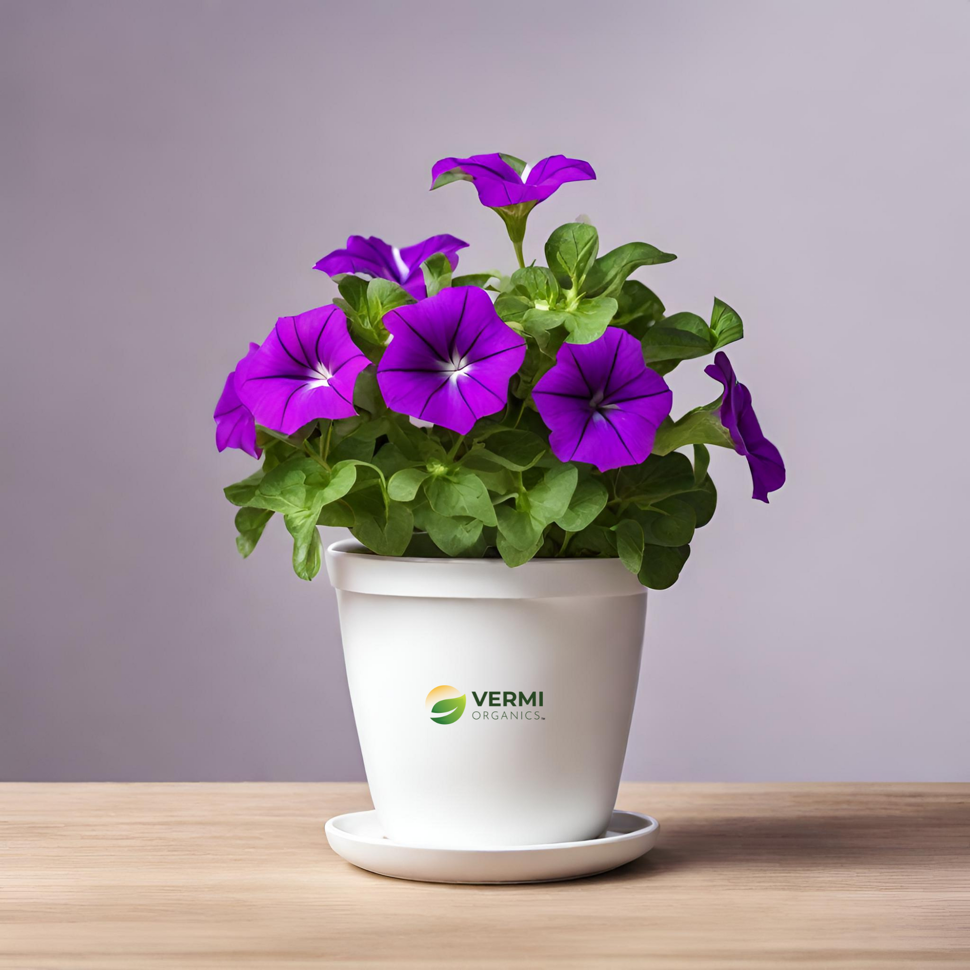 Petunia (Violet) Plant