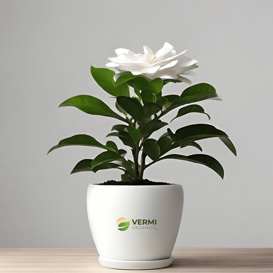 Gardenia, Ananta Plant