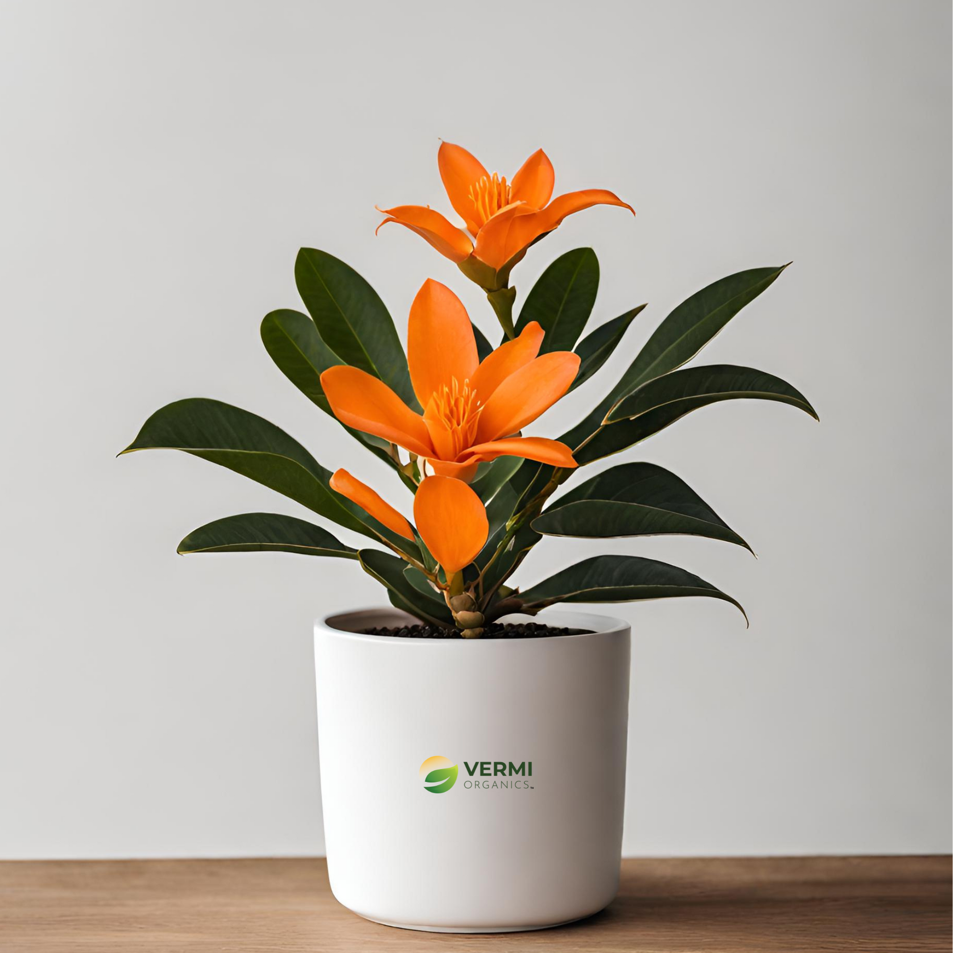 Michelia Champa (Orange) Plant