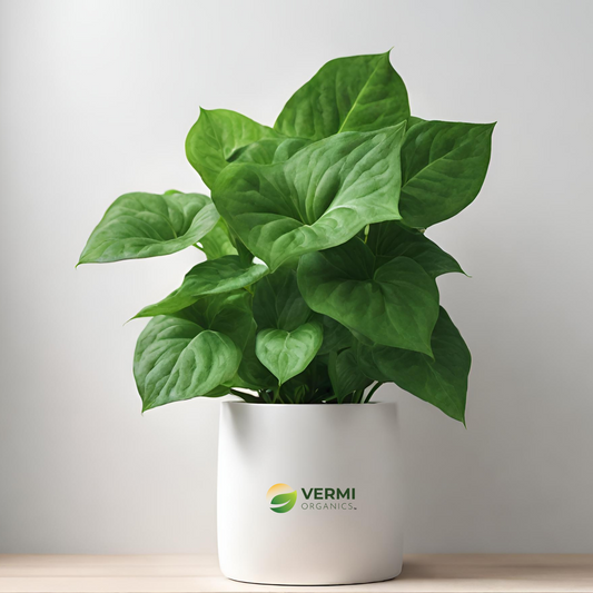 Syngonium Green Wall to Beautify Indoor Space - Plant