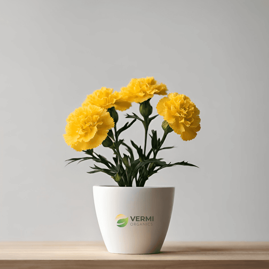 Carnation (Yellow) Plant