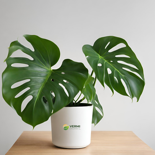 Monstera acuminata Plant