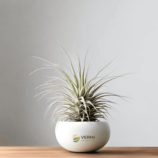 Air Plant Tillandsia Cotton King Plant