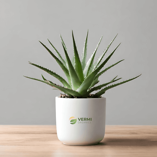 Aloe Humilis - Succulent Plant