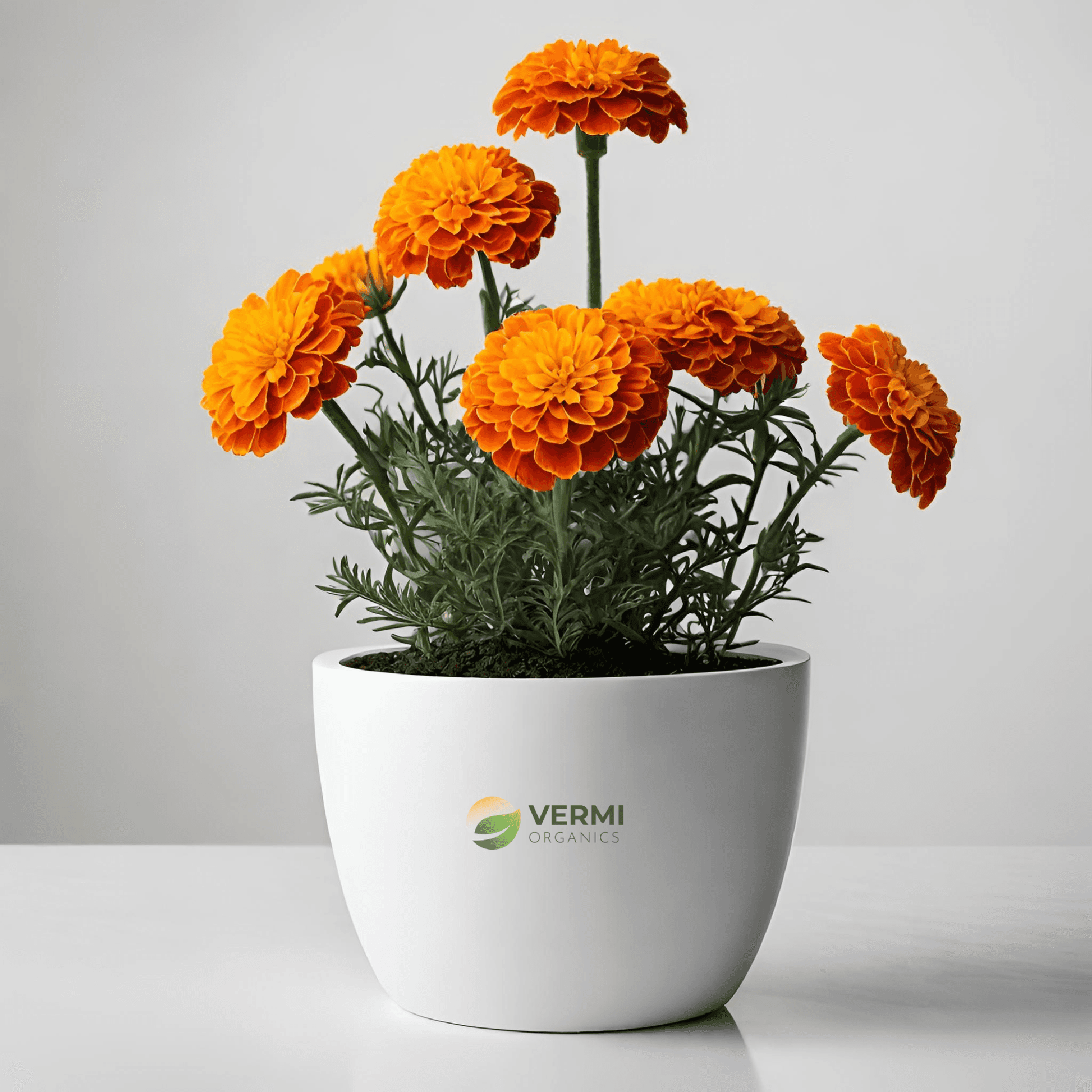 African Marigold (Any Color) Plant