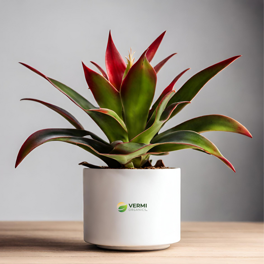 Neoregelia cruenta Plant