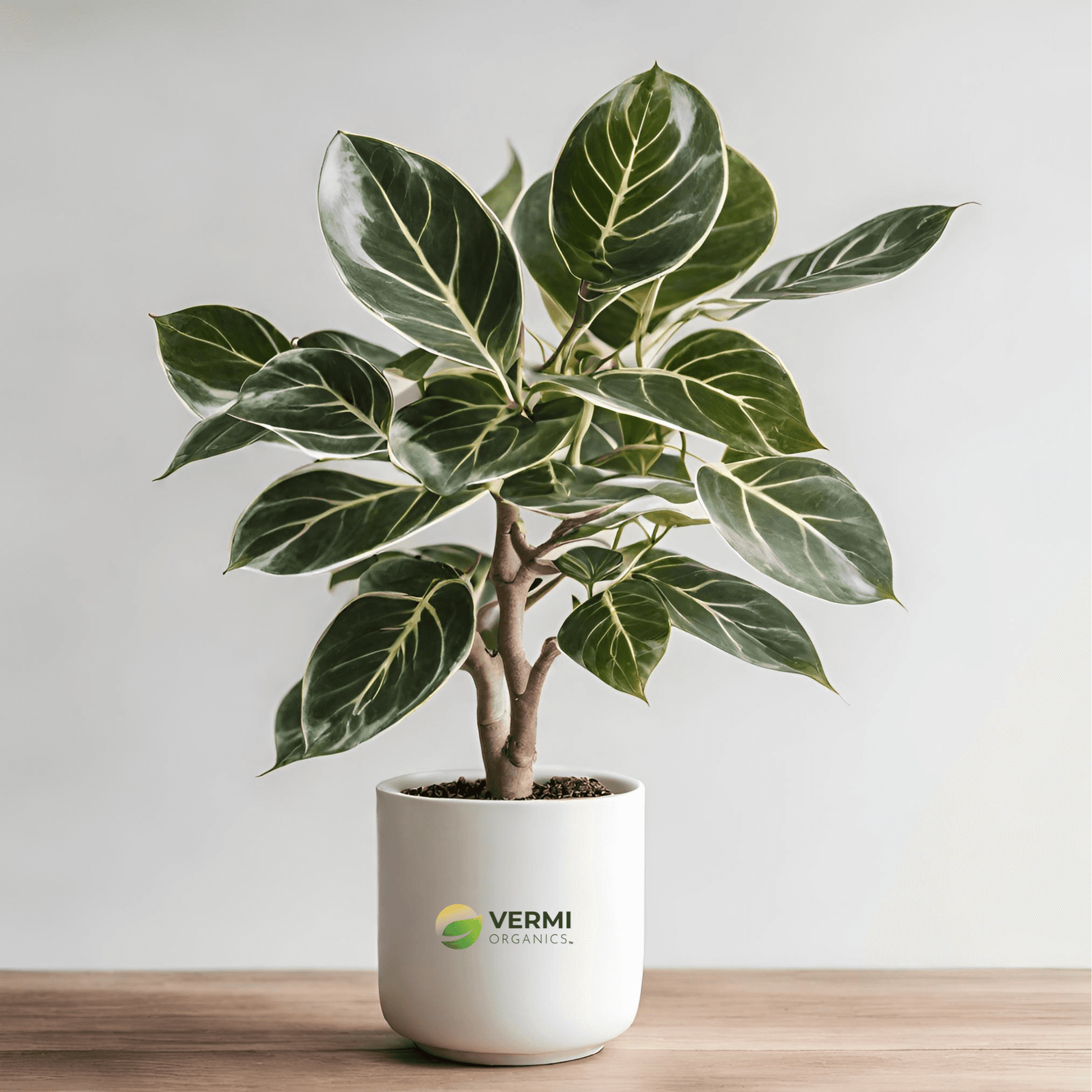 Ficus Variegata Banyan Variegated Plant