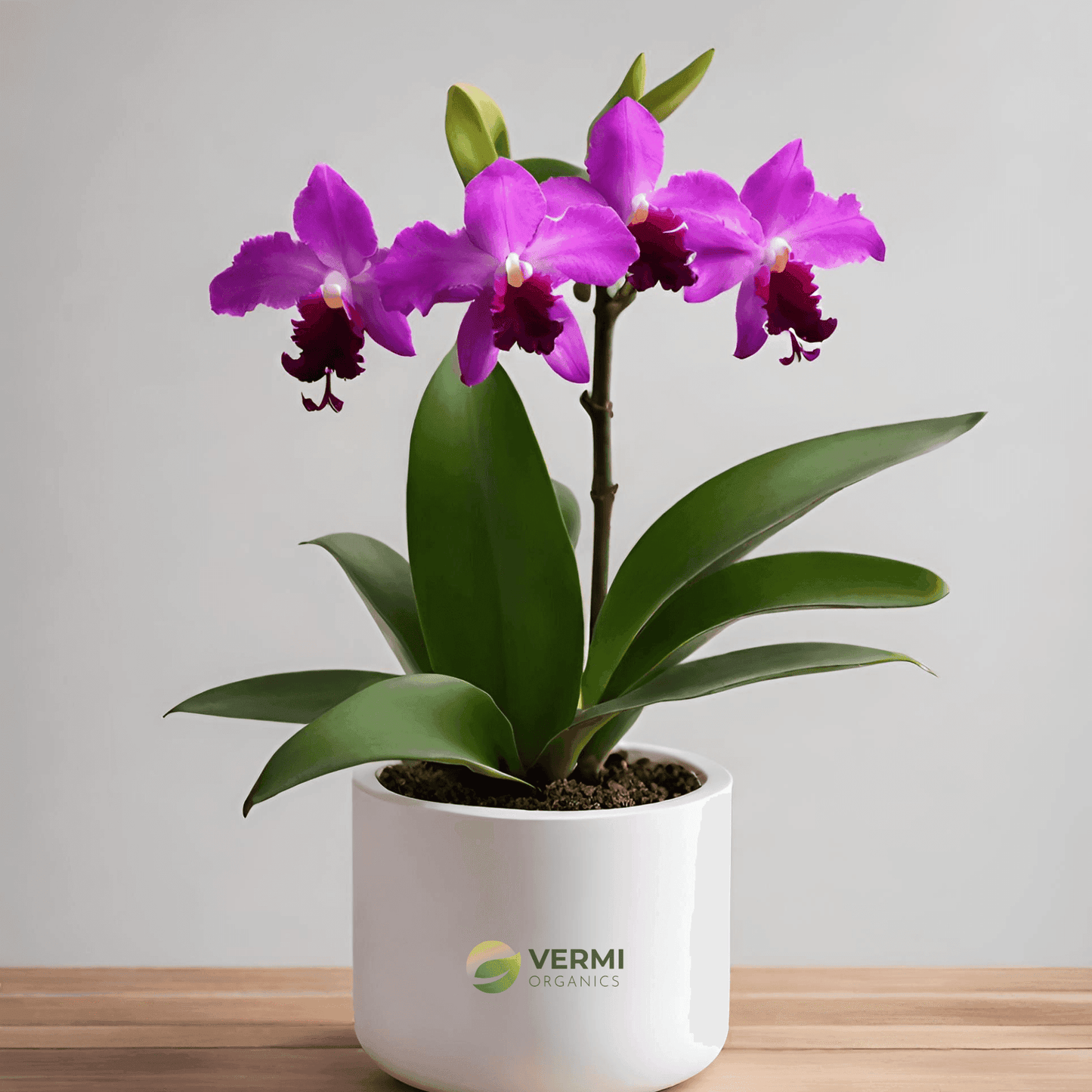 Cattleya Bowringiana Plant